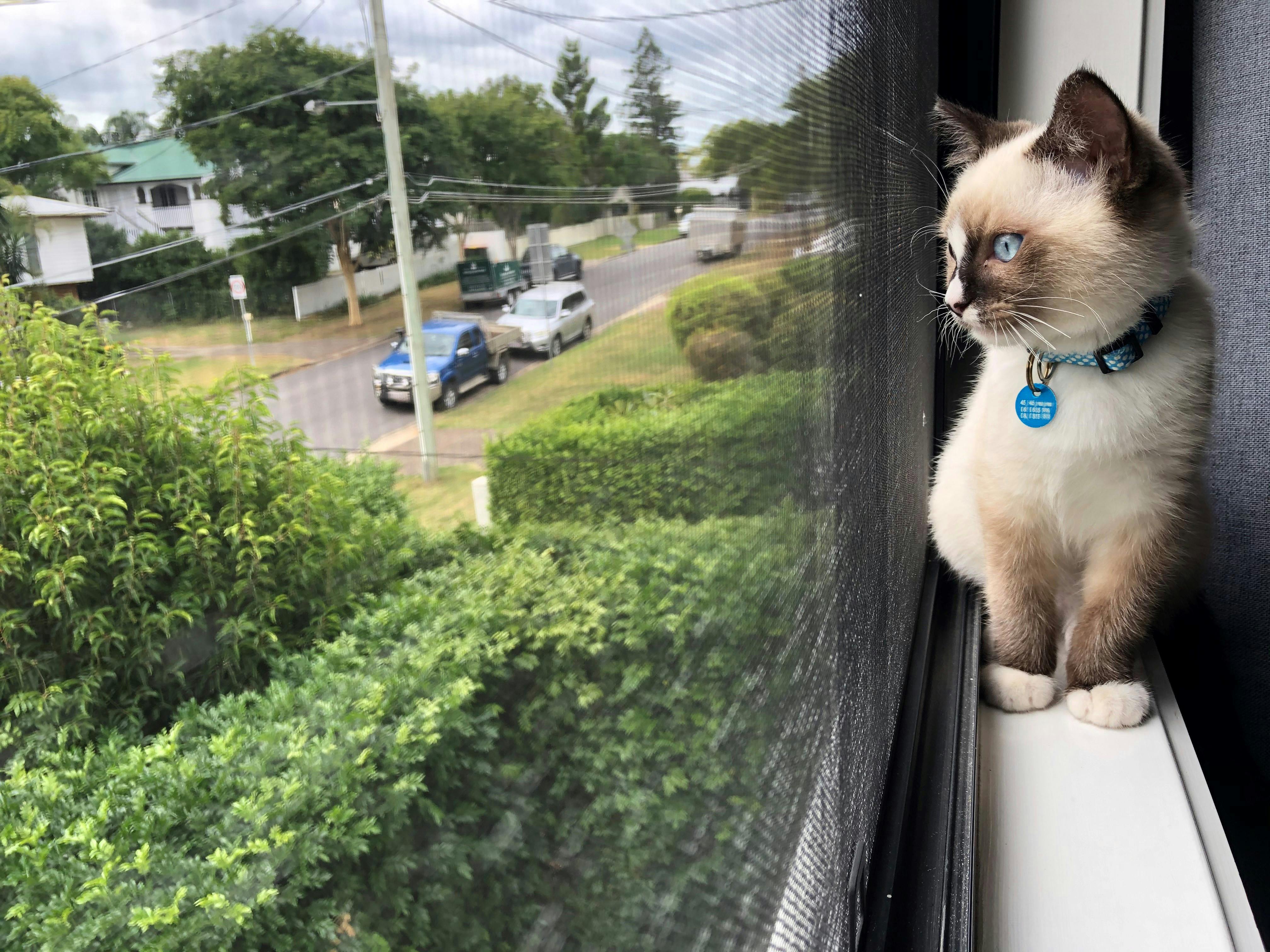 Cat on a windowsill